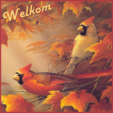 Set-vogels-welkom.jâ¦