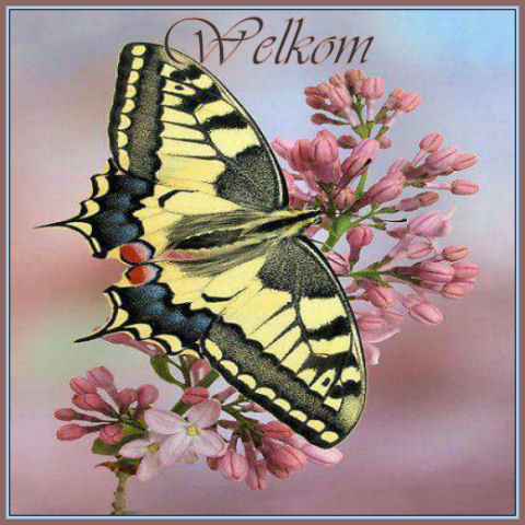 Set-Vlinder-welkom.…